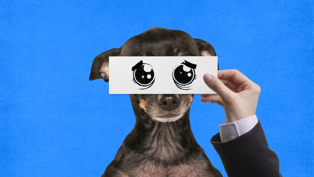 Pets